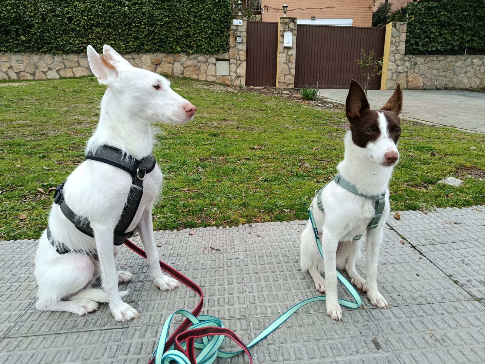 Adiestramiento perros