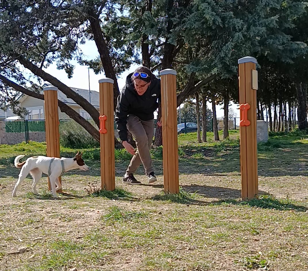 Adiestramiento perros