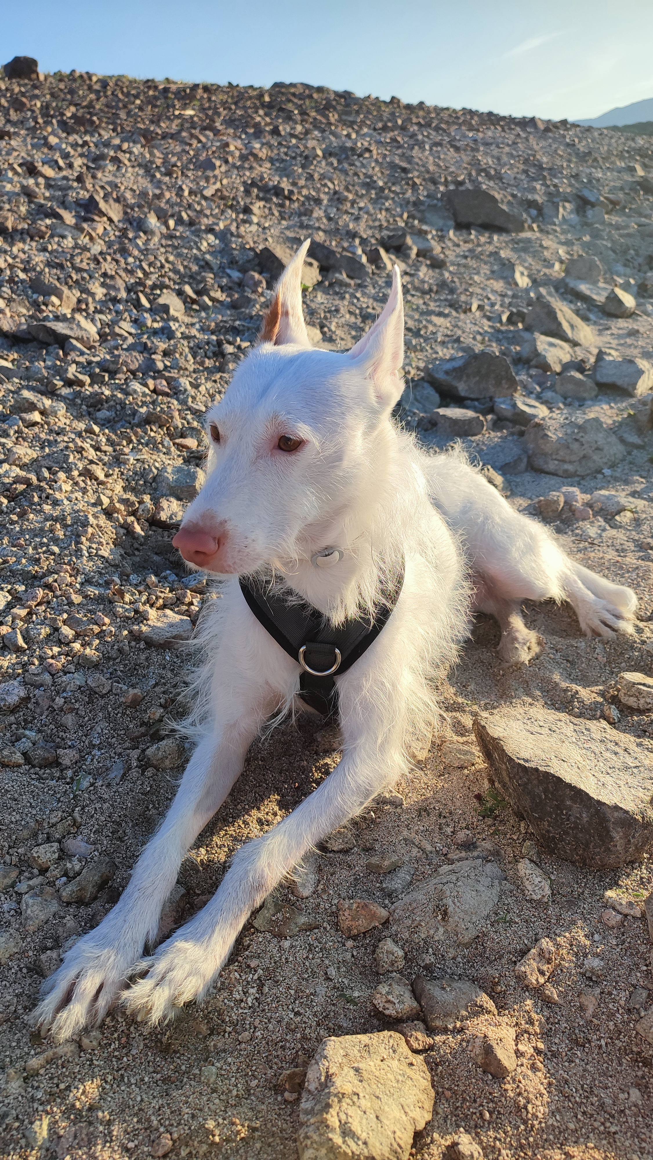 Imagen de mi perro Duende