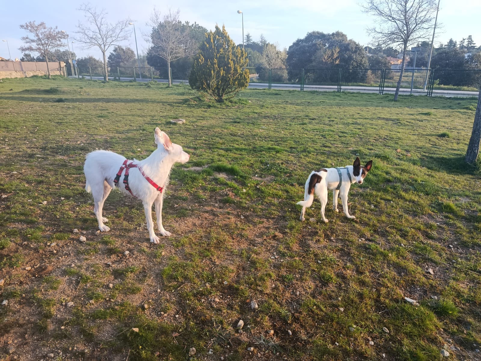 perros en parque